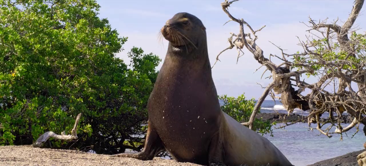 Sea Lions of the Galapagos screenshot 2