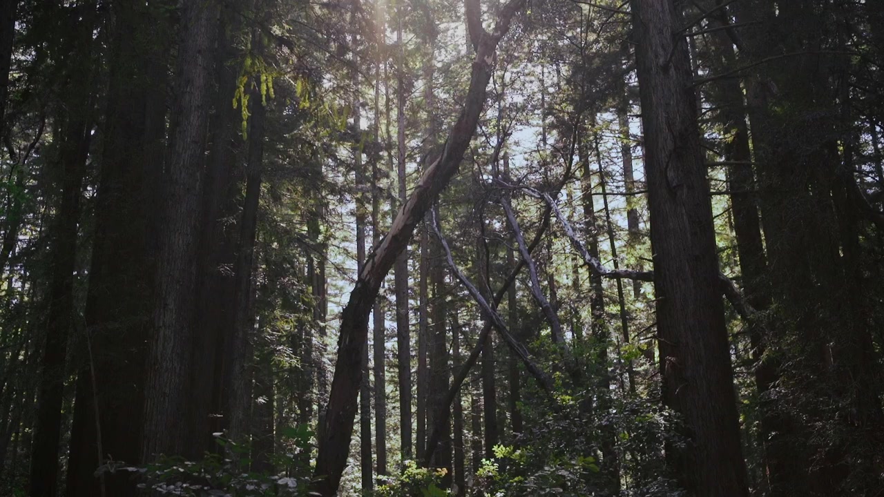 Sea to Shining Sea screenshot 1