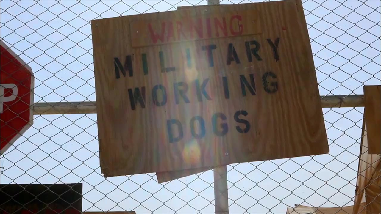SEAL Dog screenshot 2