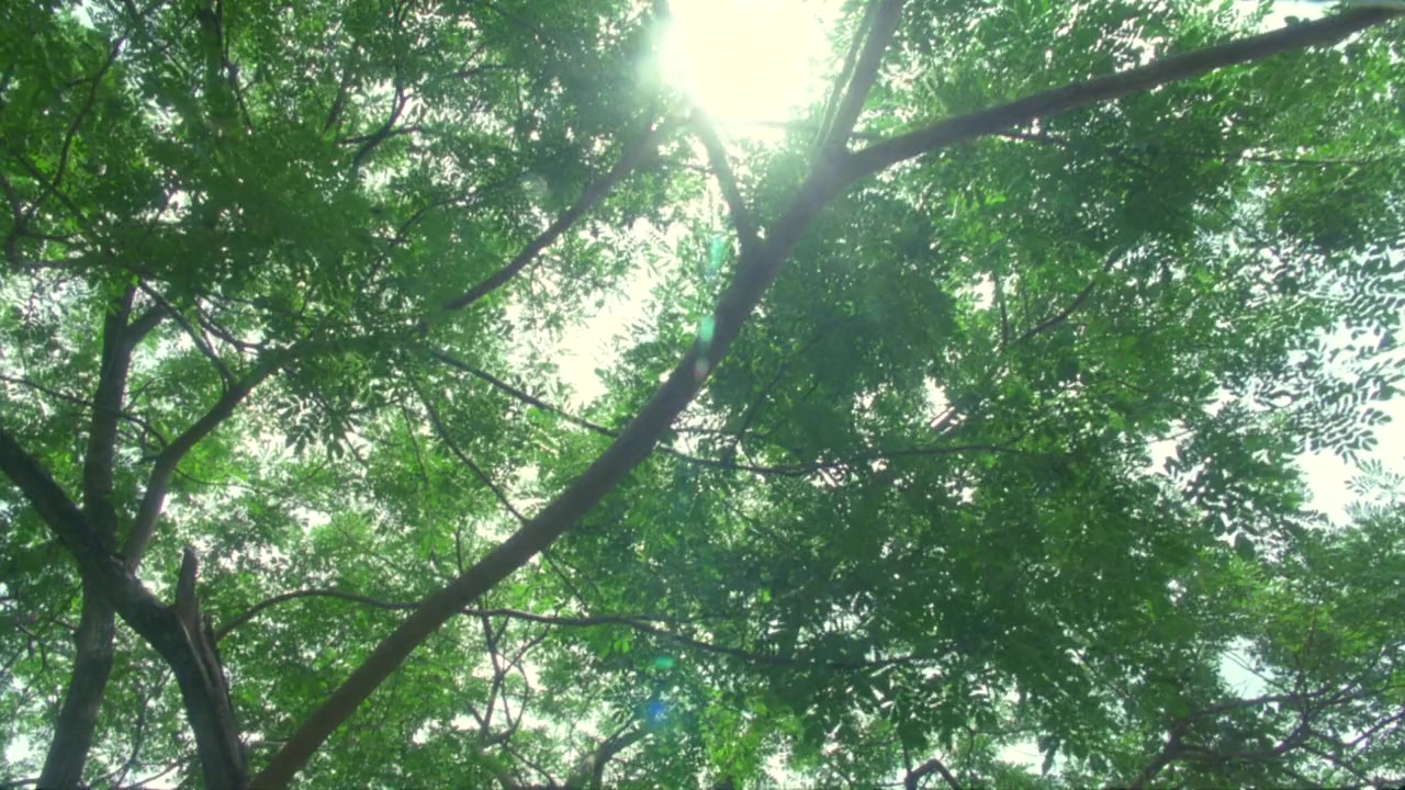 Seasons change: Phror arkad plian plang boi screenshot 1