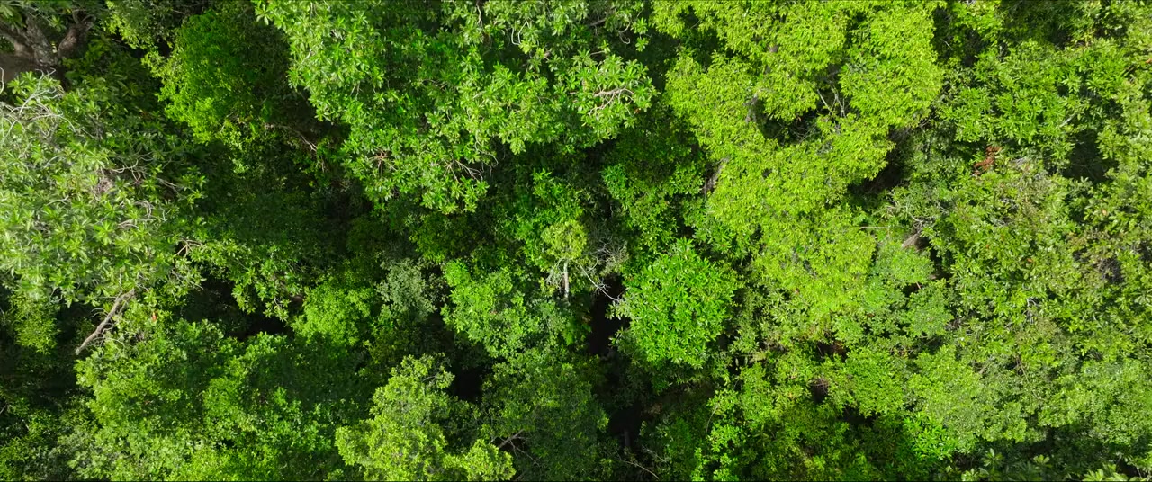 Secret Lives of Orangutans screenshot 1