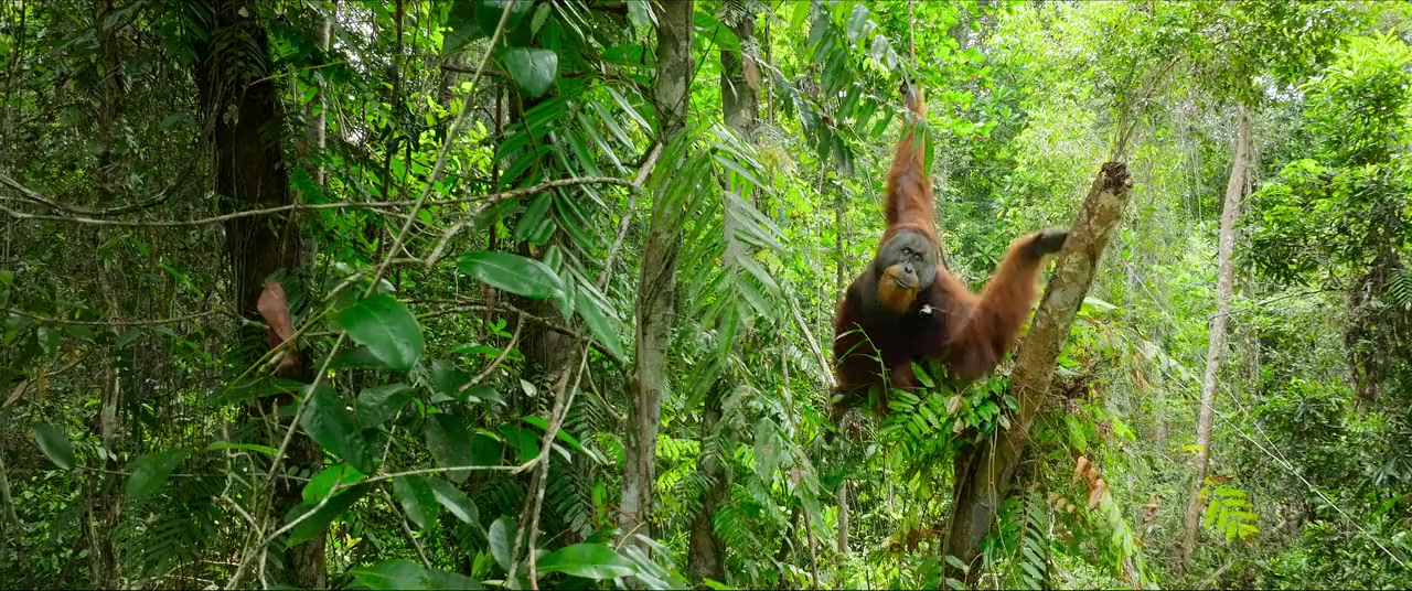 Secret Lives of Orangutans screenshot 2
