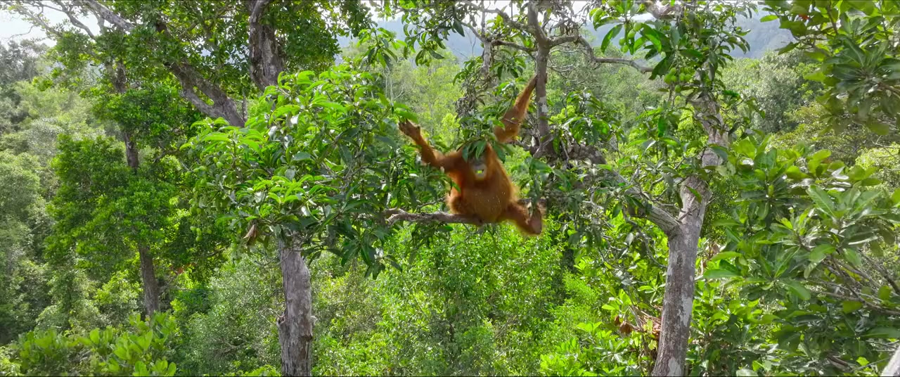 Secret Lives of Orangutans screenshot 3