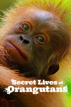 Secret Lives of Orangutans (2024) poster