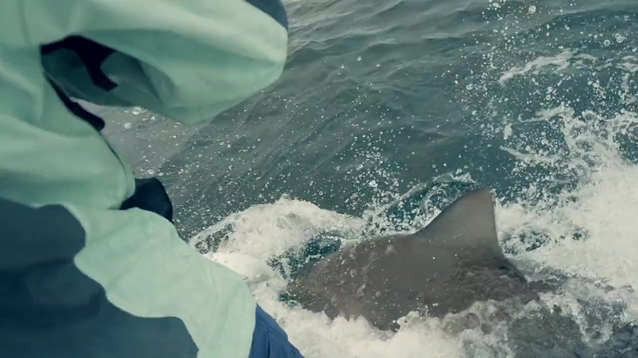 Secrets of the Bull Shark screenshot 1