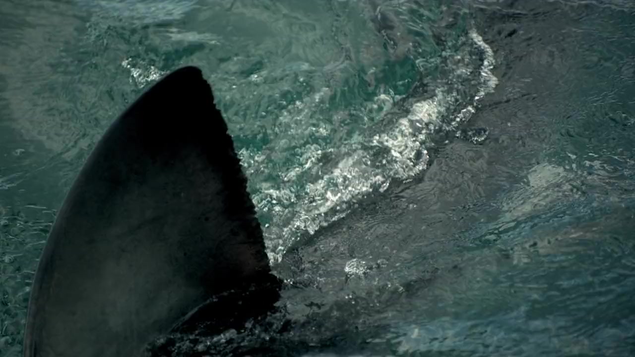 Secrets of the Bull Shark screenshot 2