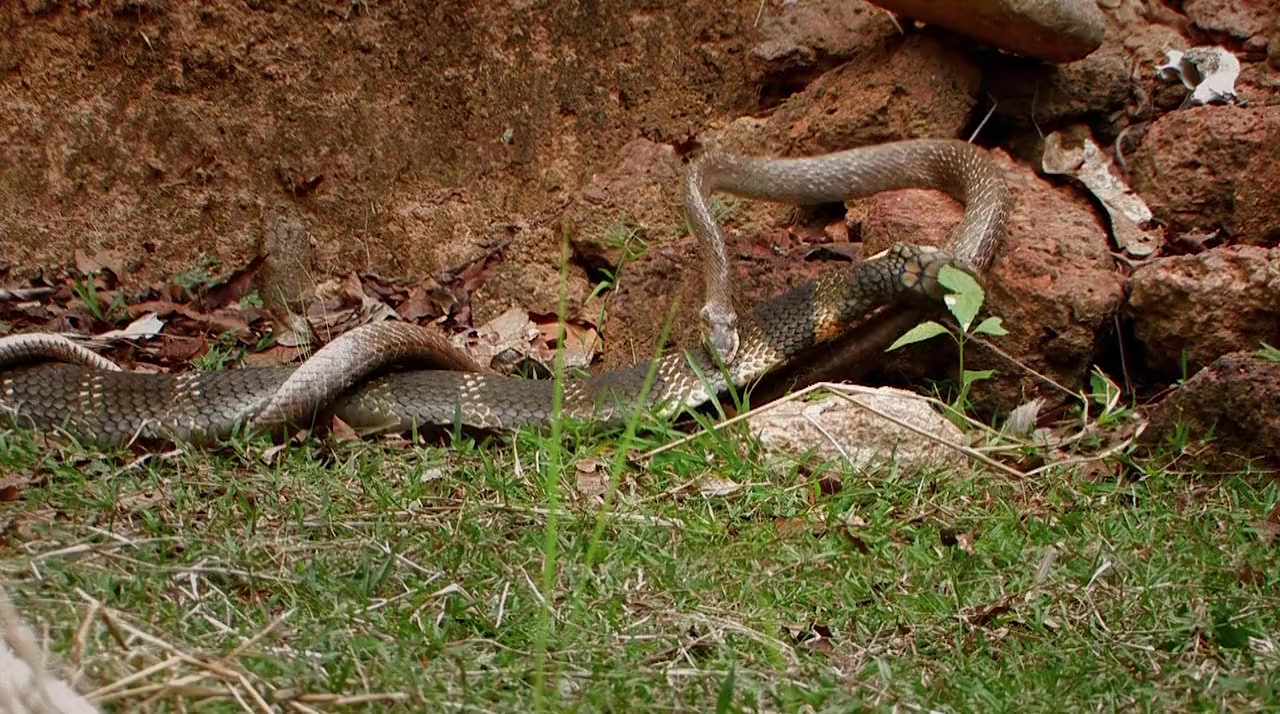 Secrets of the King Cobra screenshot 1
