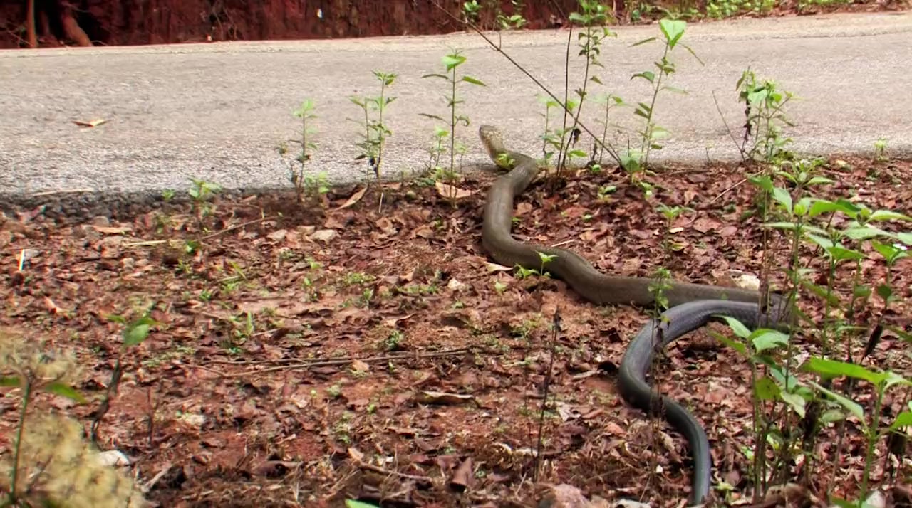 Secrets of the King Cobra screenshot 2