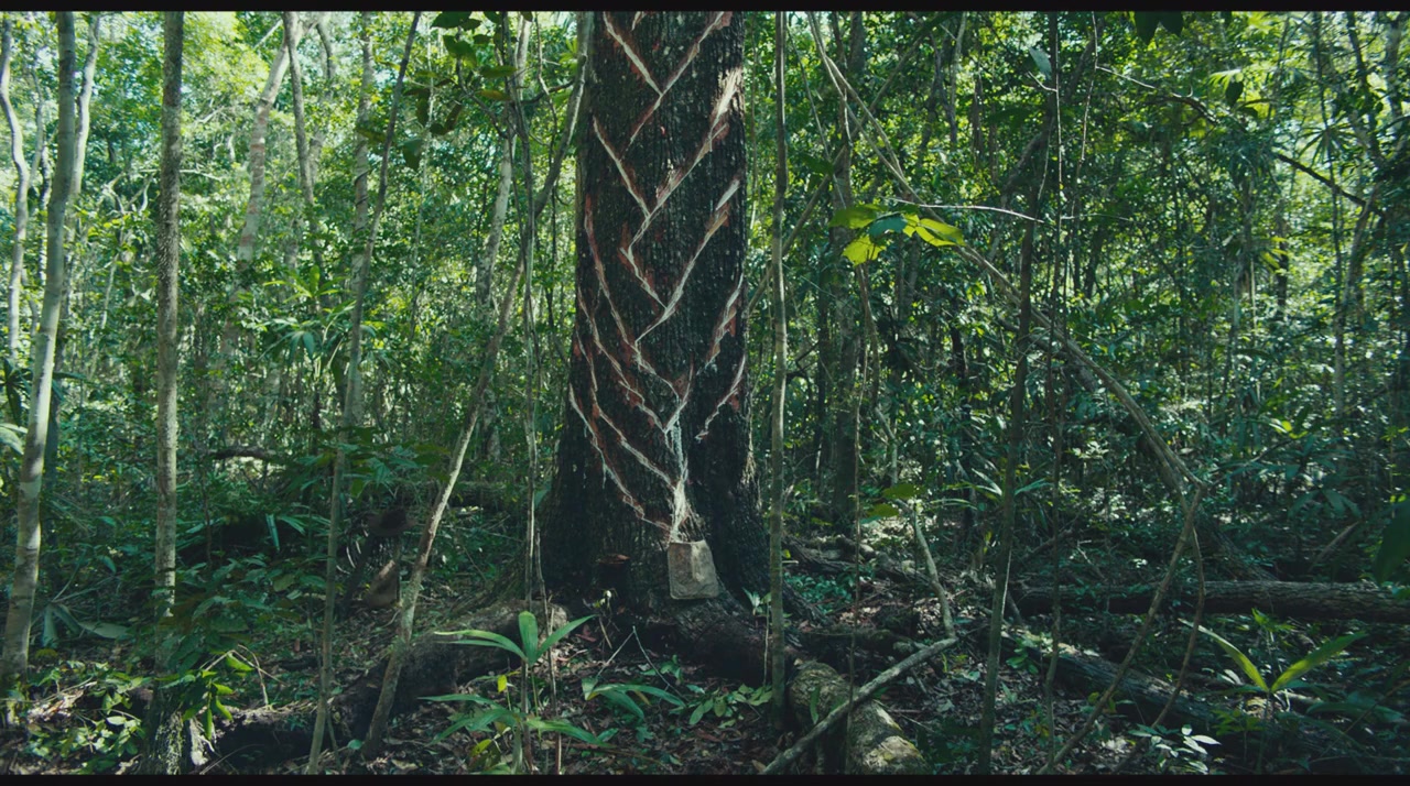 Selva trágica screenshot 1