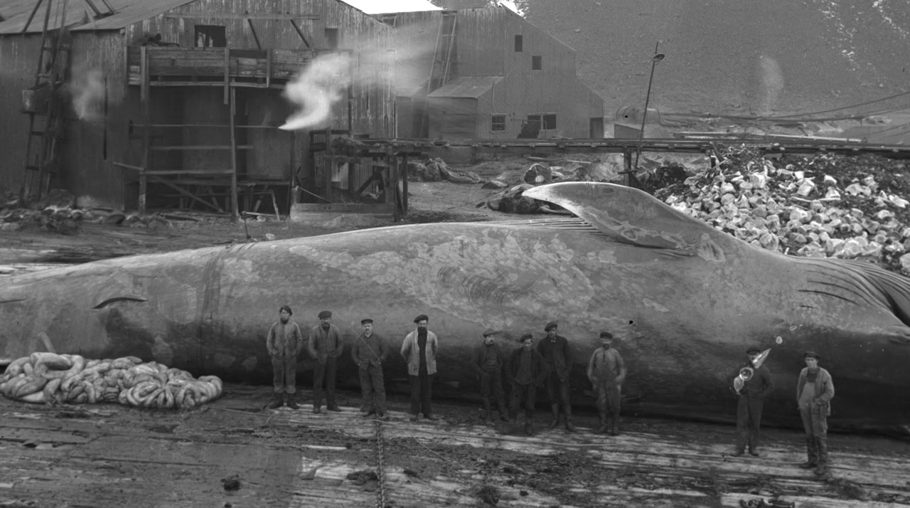 Shackleton's Captain screenshot 1