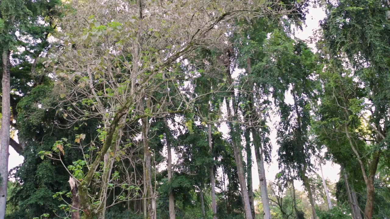 Shade Grown Coffee screenshot 1