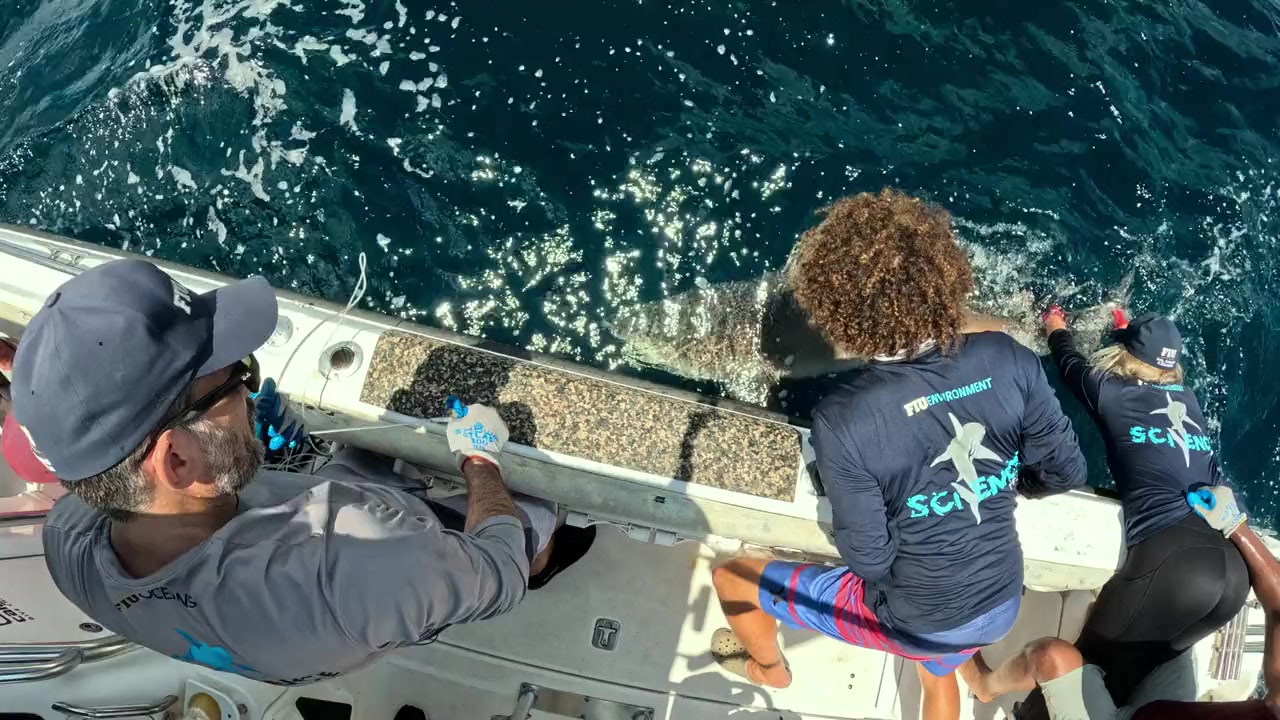 Shark Beach with Anthony Mackie screenshot 1