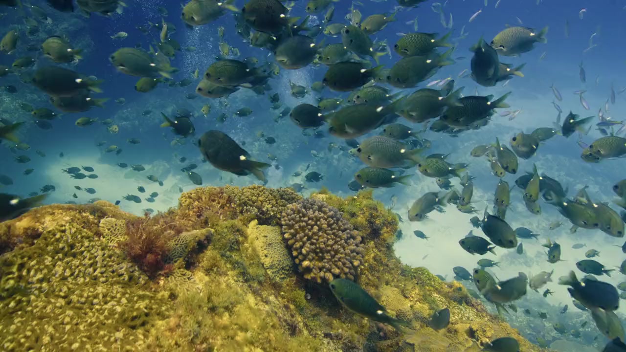 Shark Island Showdown screenshot 1