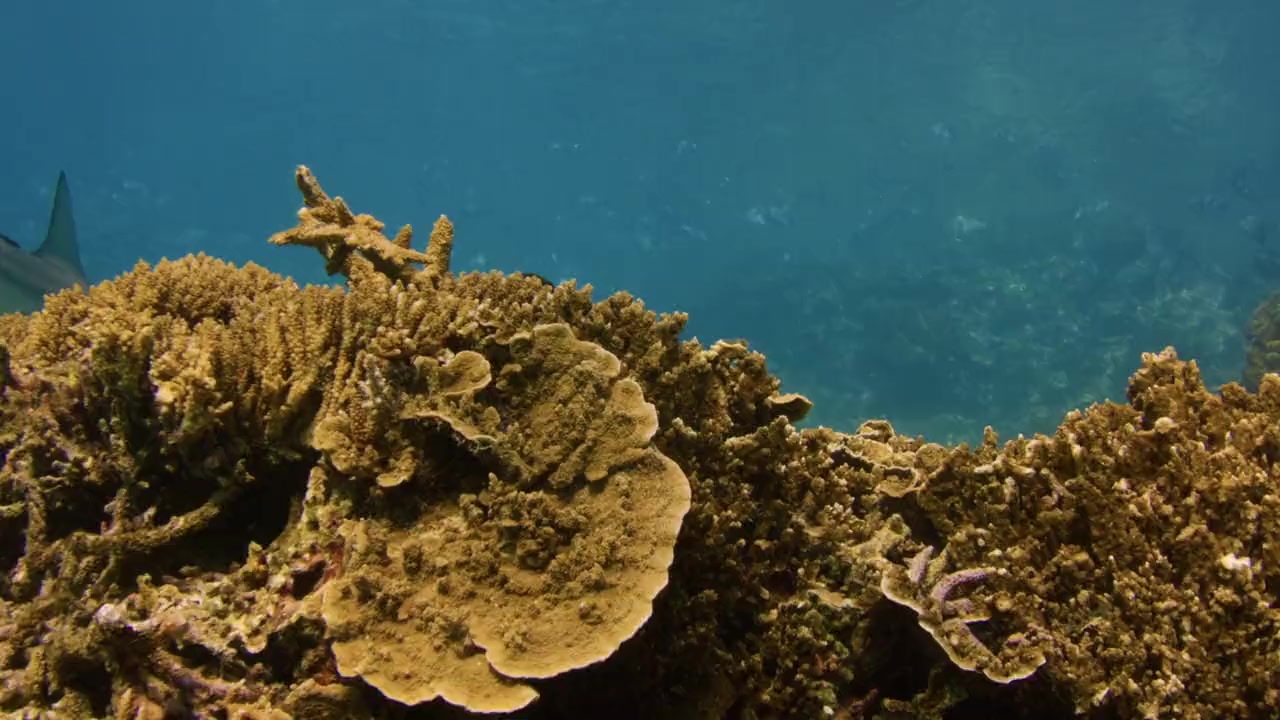 Shark Island Showdown screenshot 3