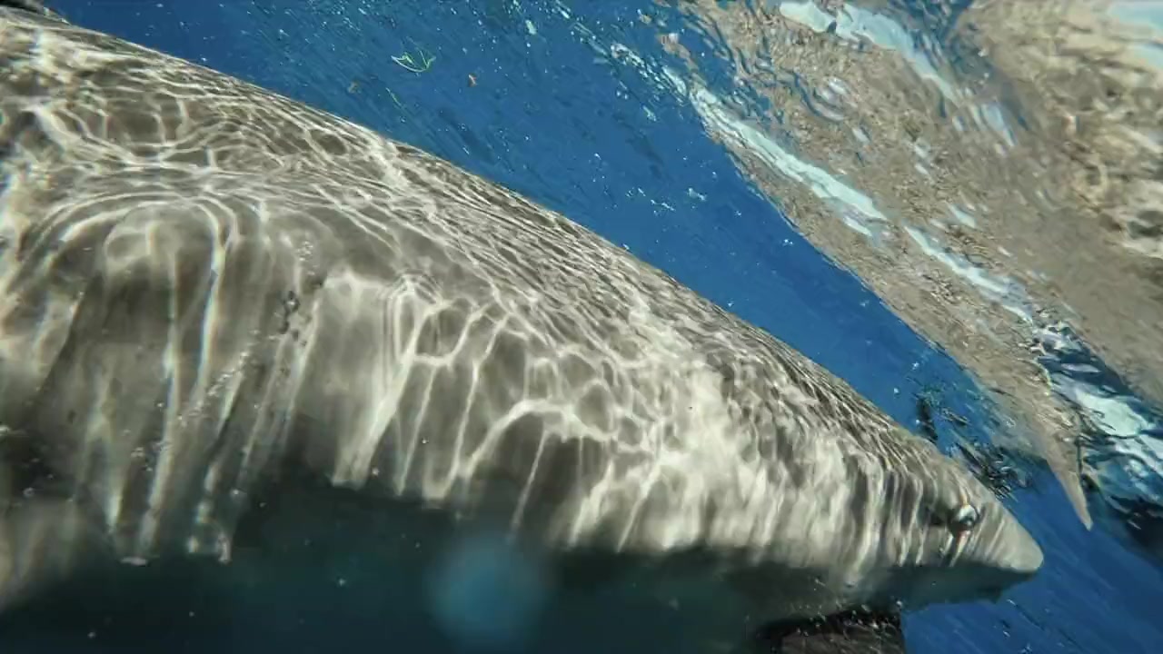 Shark Superpower screenshot 2