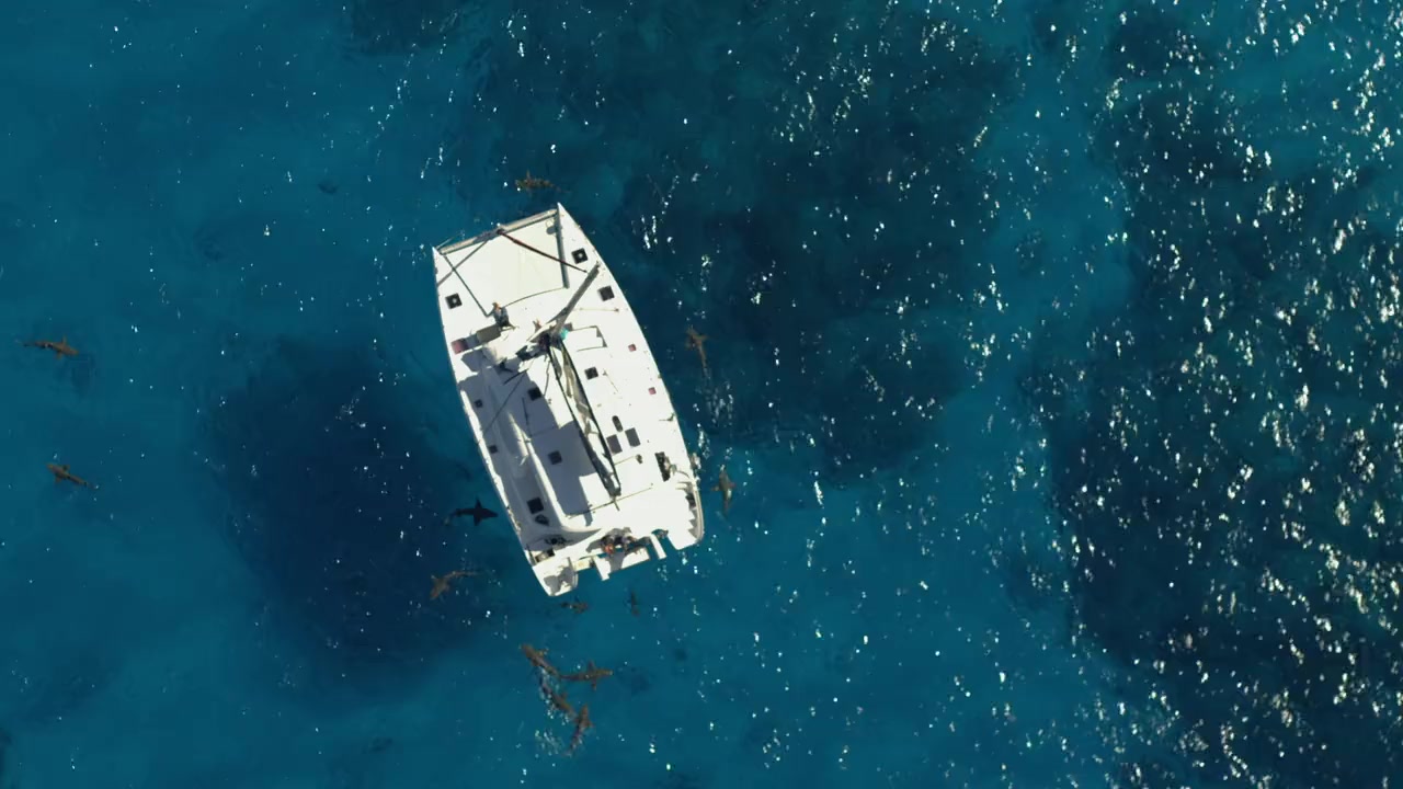 Shark Superpower screenshot 3