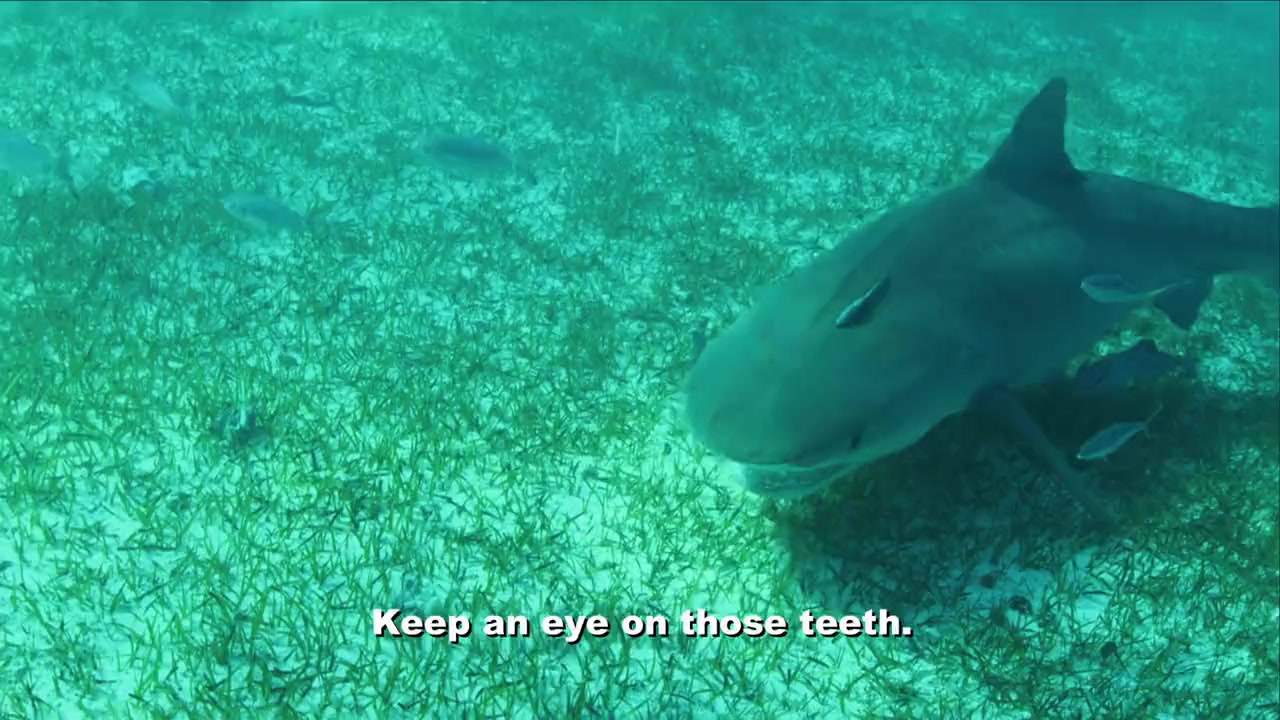Pig vs. Shark screenshot 1