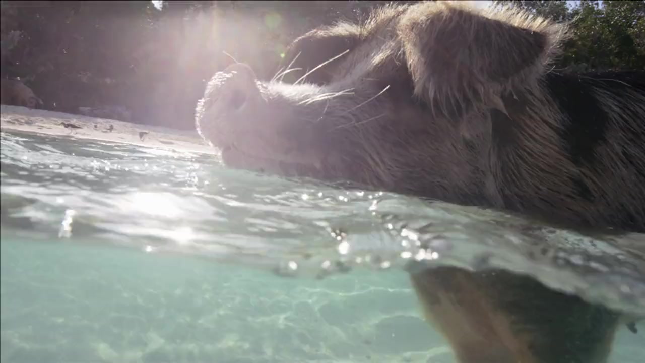 Pig vs. Shark screenshot 3