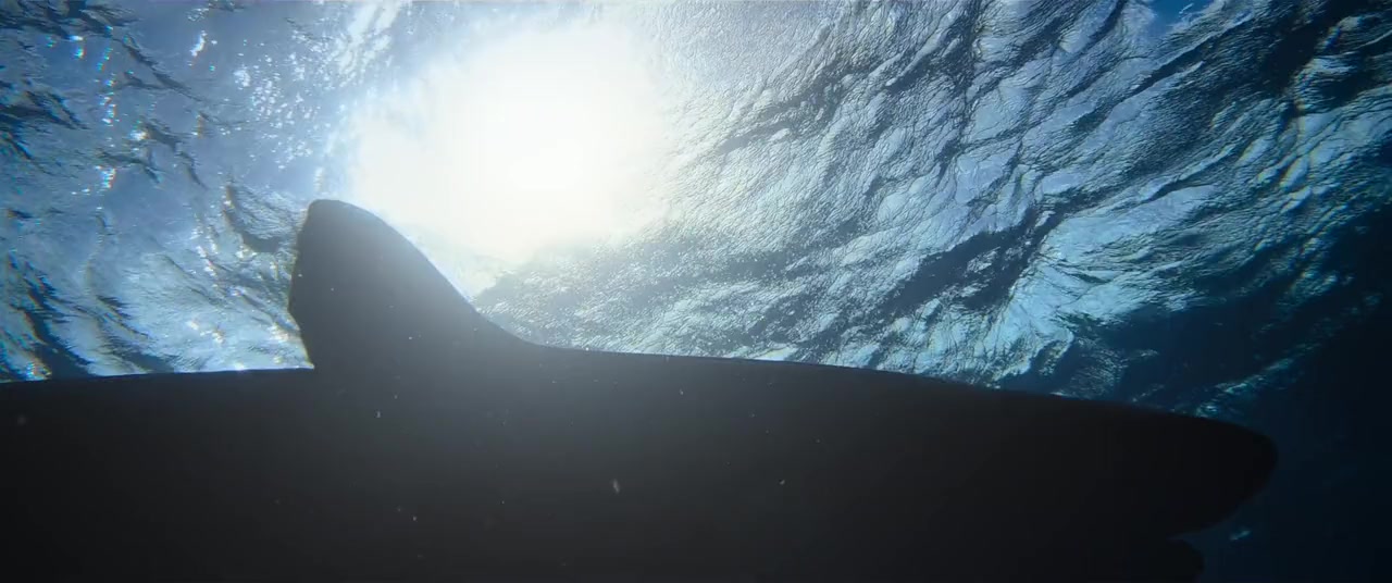 Shark Whisperer screenshot 3