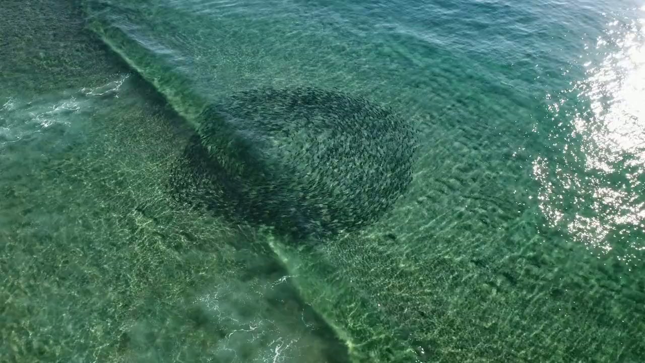 Shark vs. Giant Croc screenshot 1
