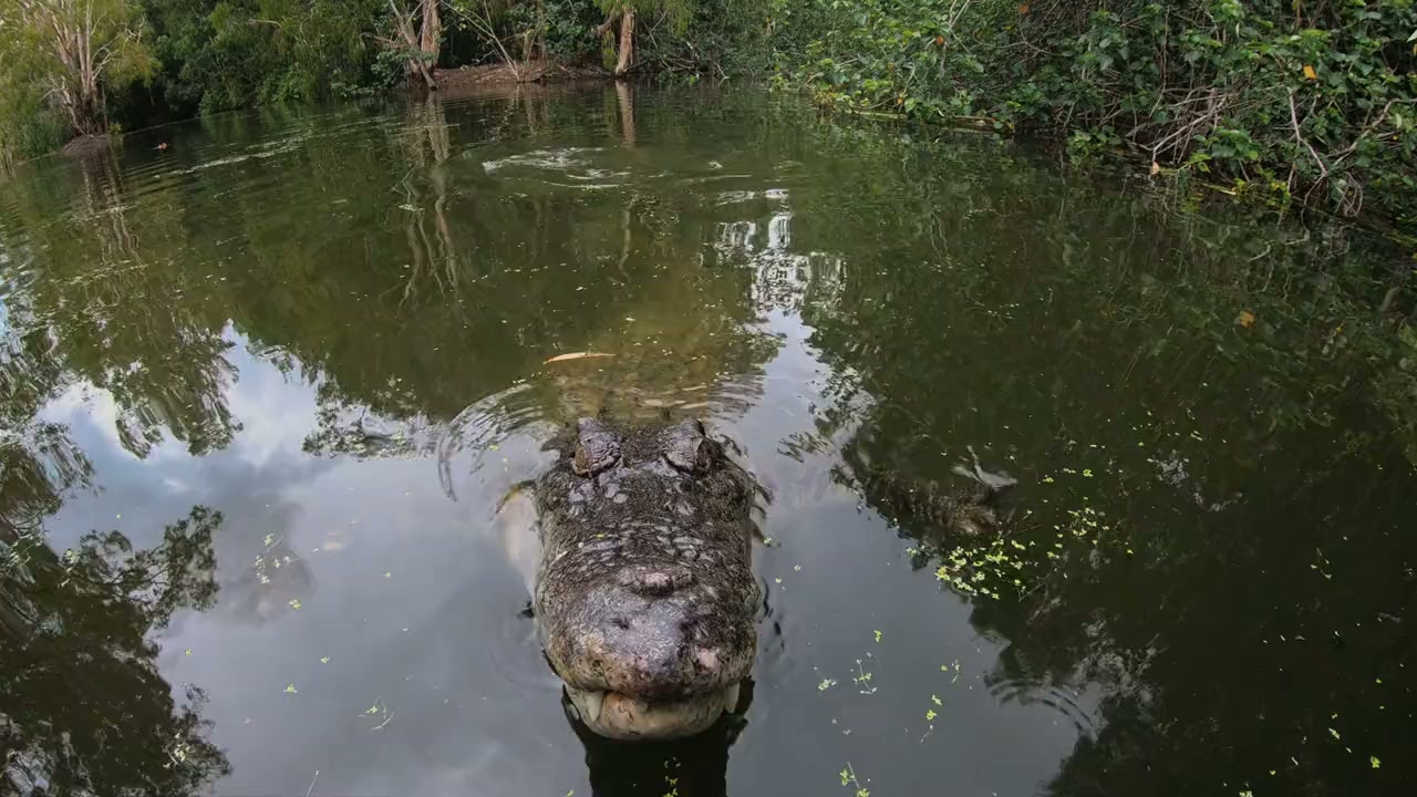 Shark vs. Giant Croc screenshot 2