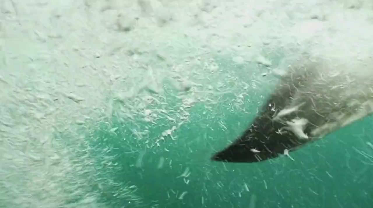 Shark vs. Surfer screenshot 3