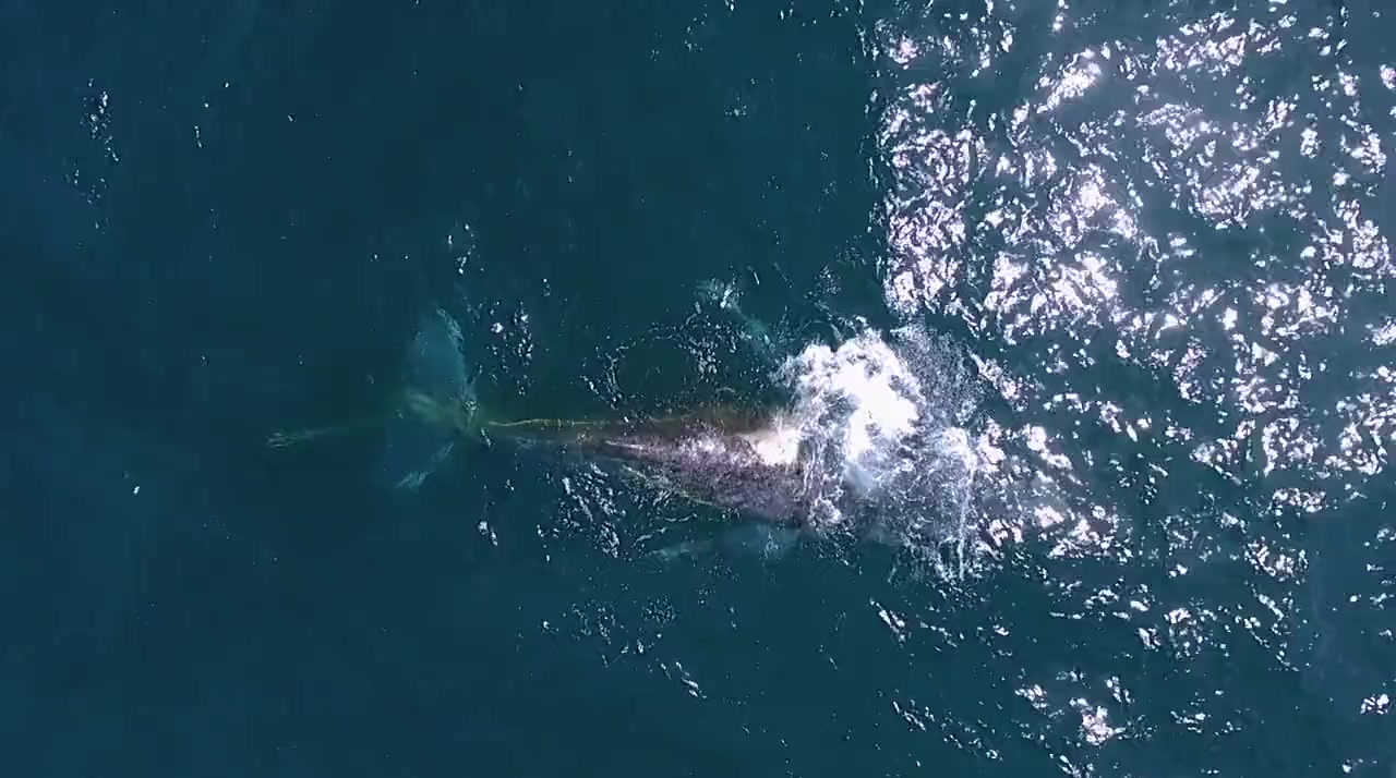 Shark vs. Whale screenshot 2