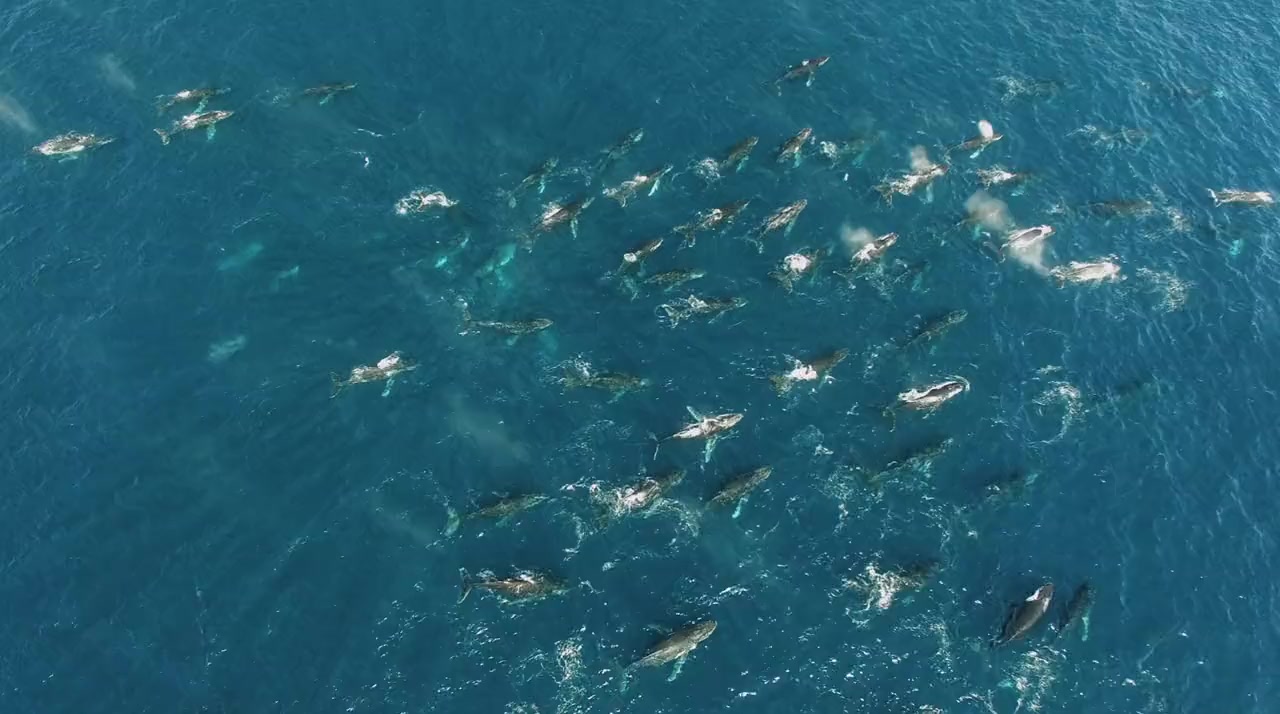 Shark vs. Whale screenshot 3