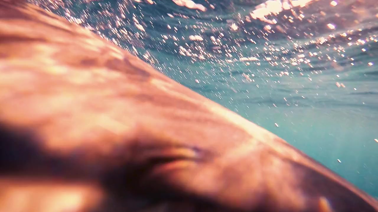 Sharkcano screenshot 3
