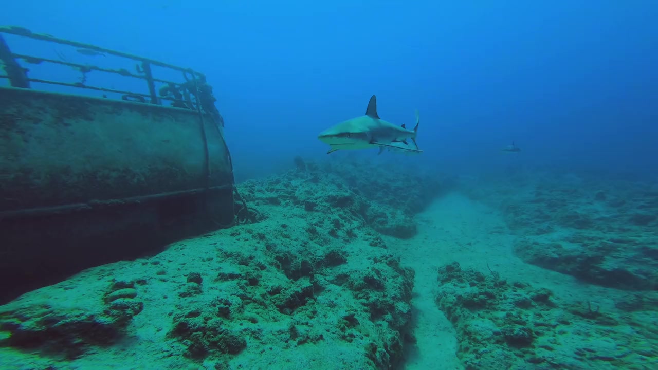Sharks of the Bermuda Triangle screenshot 2