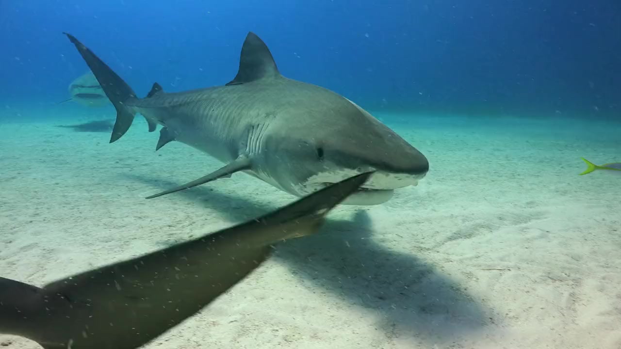 Sharks of the Bermuda Triangle screenshot 3