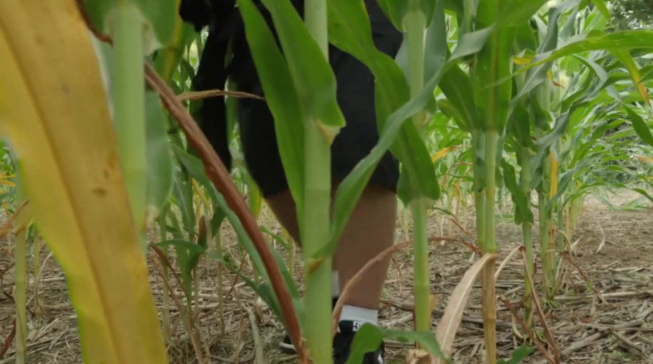 Steven Kang's Sharks of the Corn screenshot 1