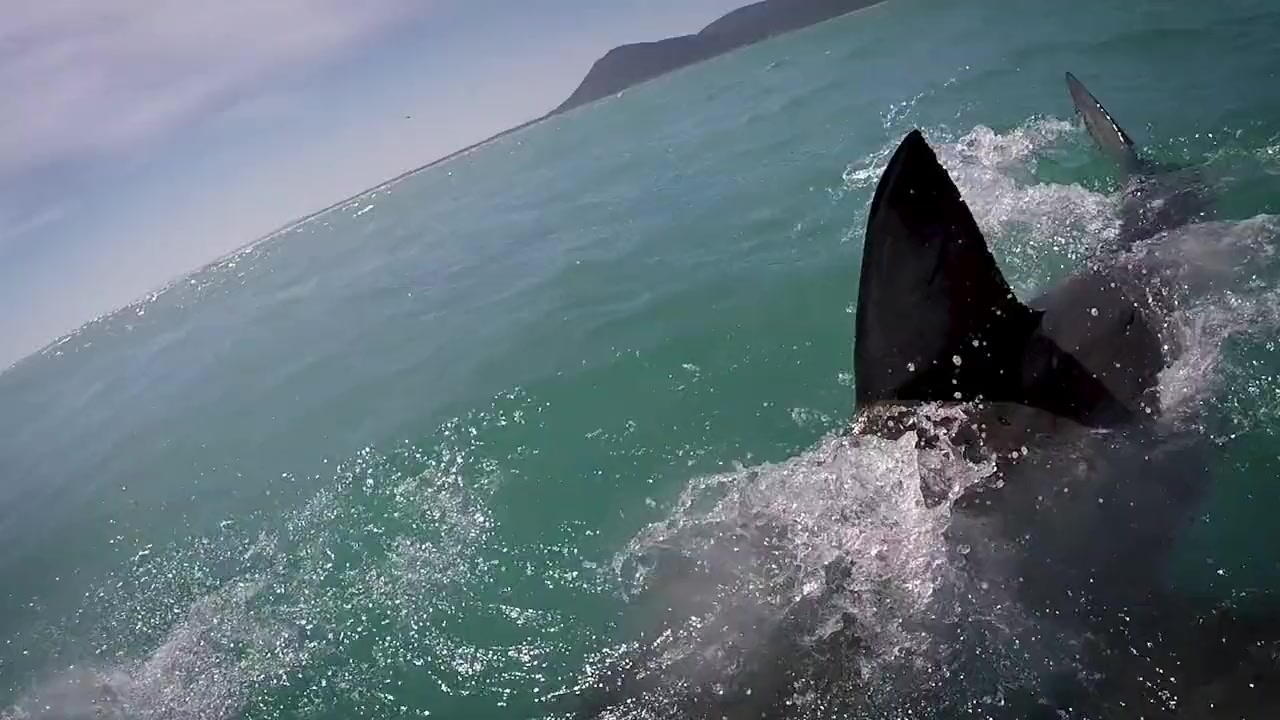 Sharks vs. Dolphins: Blood Battle screenshot 1