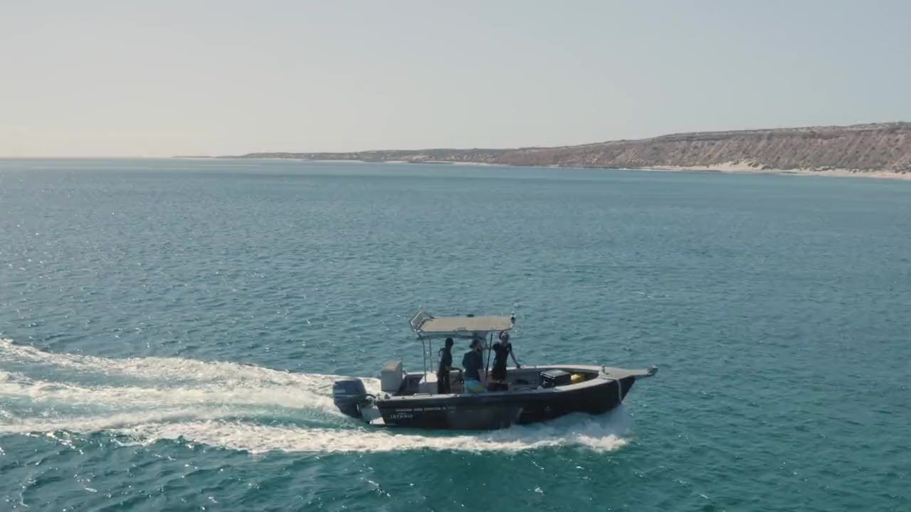 Sharks vs. Dolphins: Blood Battle screenshot 3