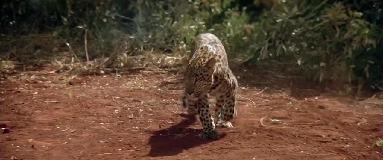 Sheena screenshot 2