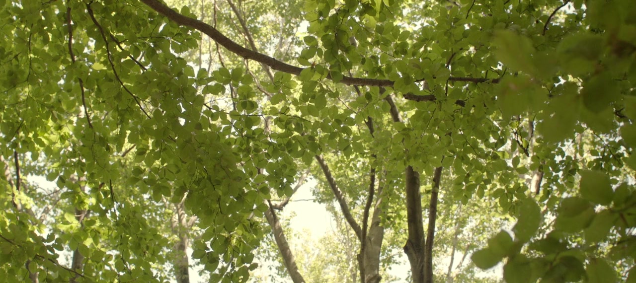 Shibil screenshot 1
