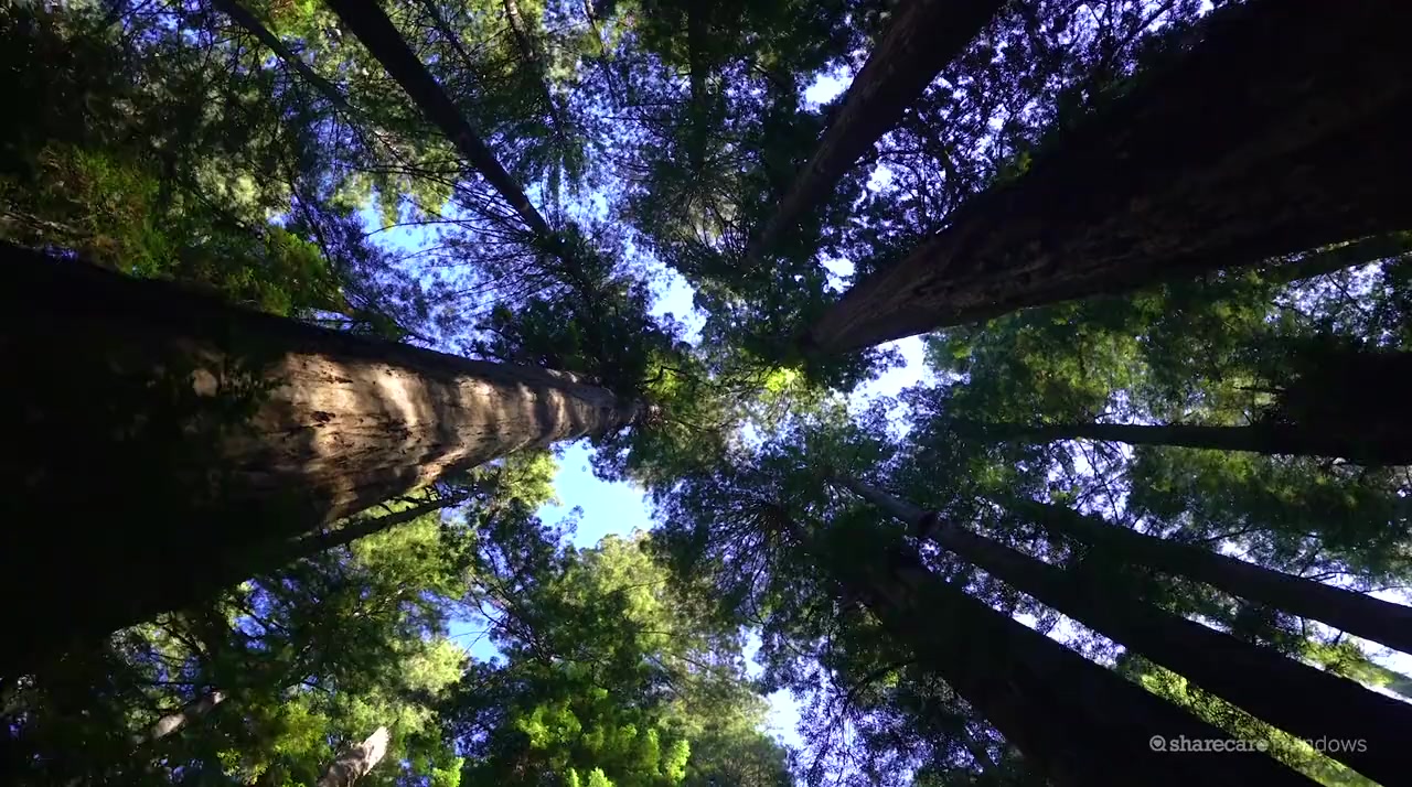 Shinrin-Yoku : Forest Bathing screenshot 1
