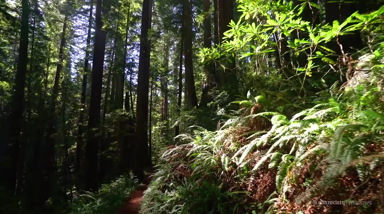 Shinrin-Yoku : Forest Bathing screenshot 2