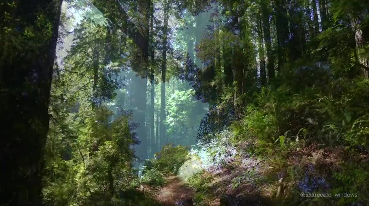 Shinrin-Yoku : Forest Bathing screenshot 3