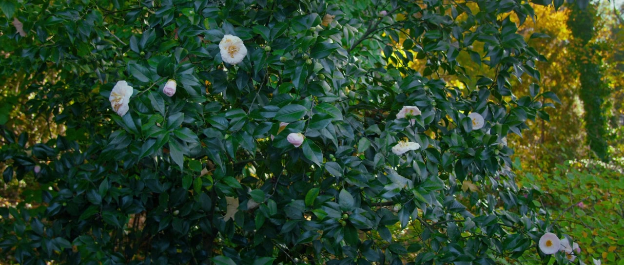 Silent Murmur screenshot 1