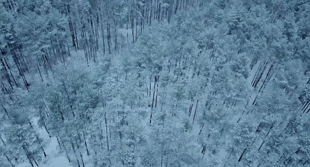 Silent Trees screenshot 1