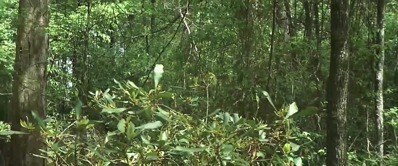 Skookum: The Hunt for Bigfoot screenshot 1