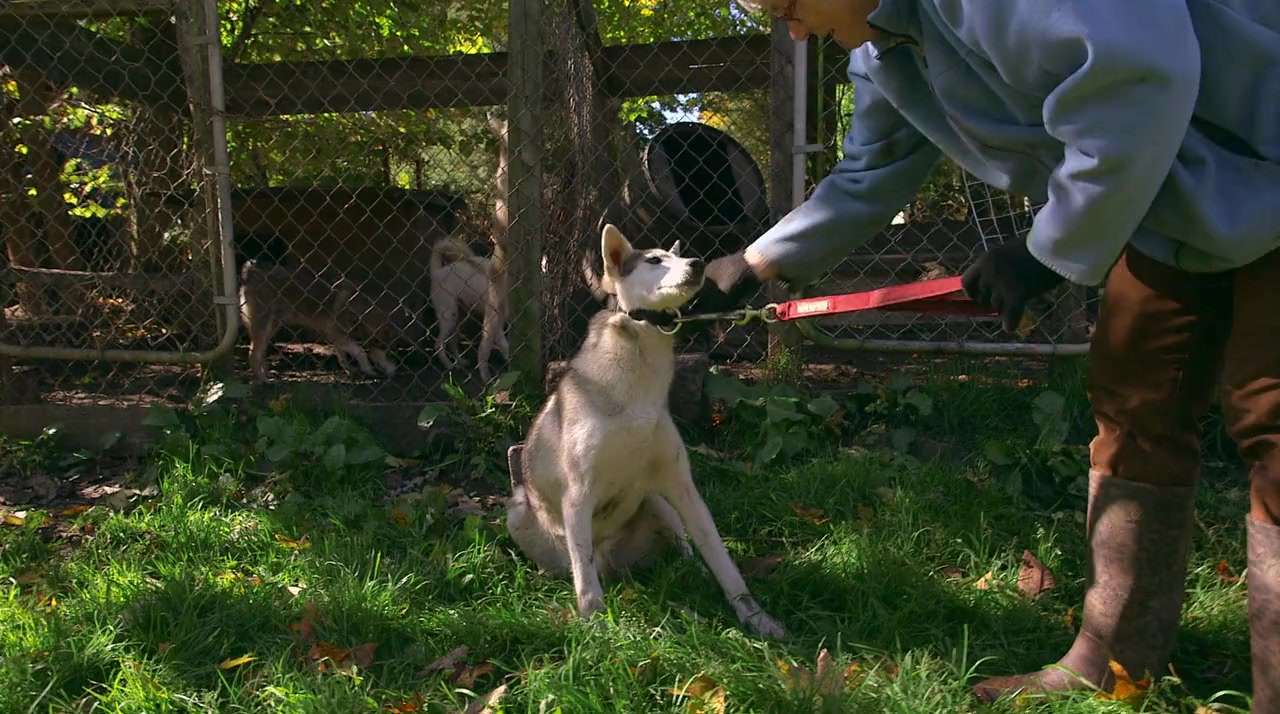 Sled Dogs screenshot 3
