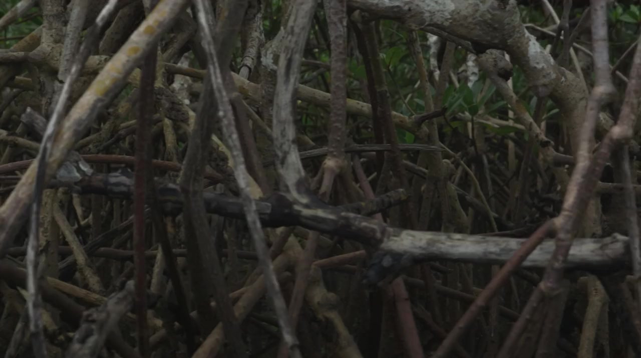 Spell Reel screenshot 1
