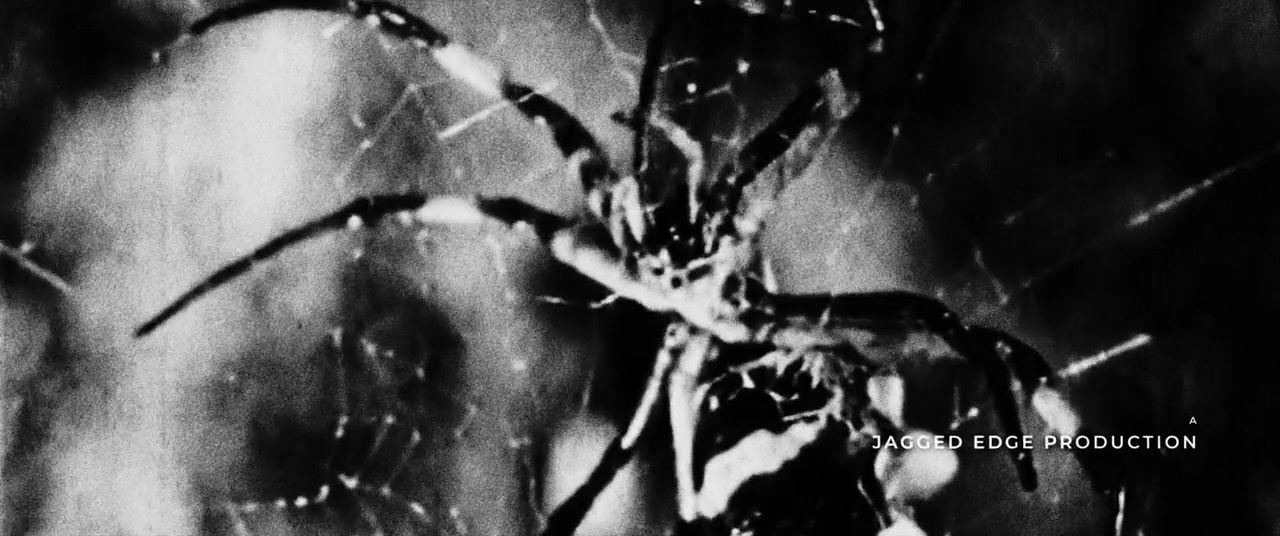 Spiders on a Plane screenshot 2