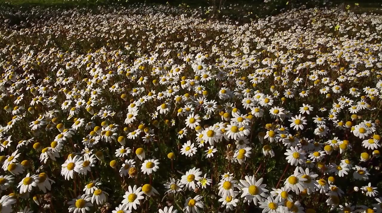 Spring: The Return of Life screenshot 1