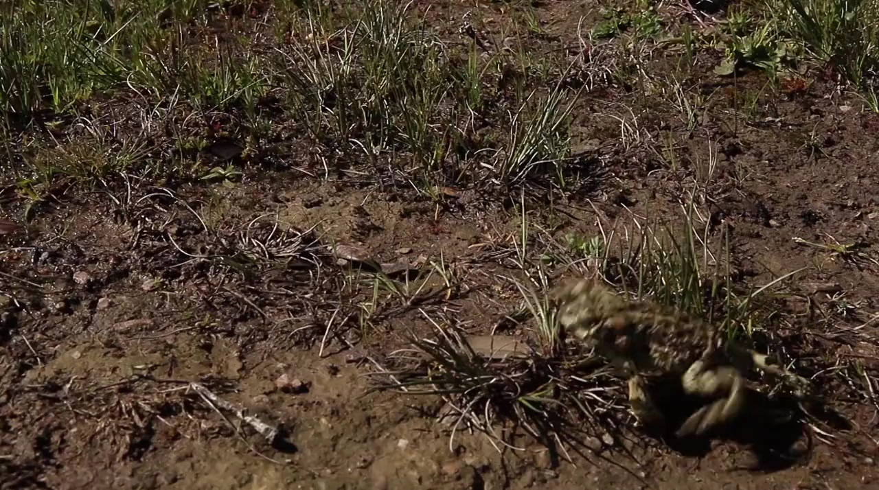 Spring: The Return of Life screenshot 2