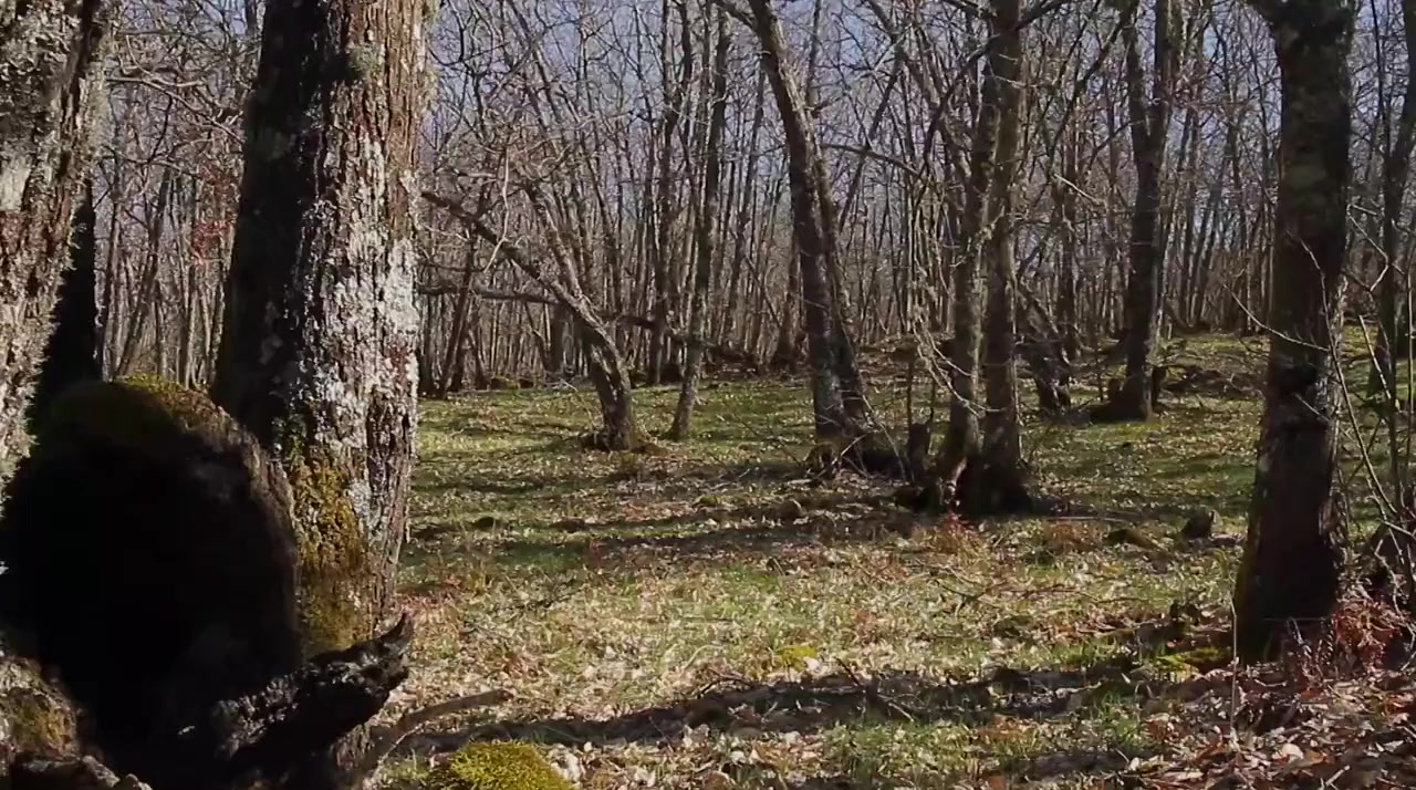 Spring: The Return of Life screenshot 3