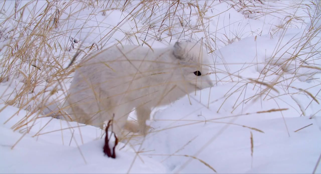 Strange Creatures of the Arctic screenshot 2