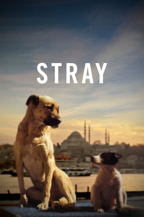 Stray (2020) poster